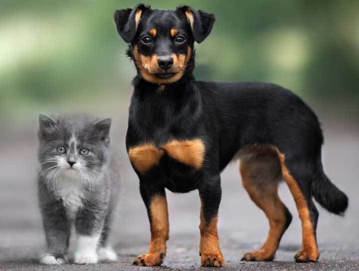 Puppy & Kitten Care 