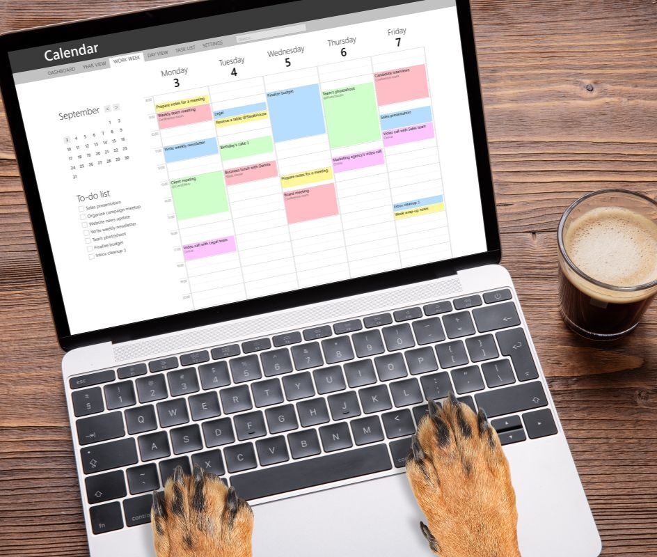 Book An Appointment El Cid Animal Clinic