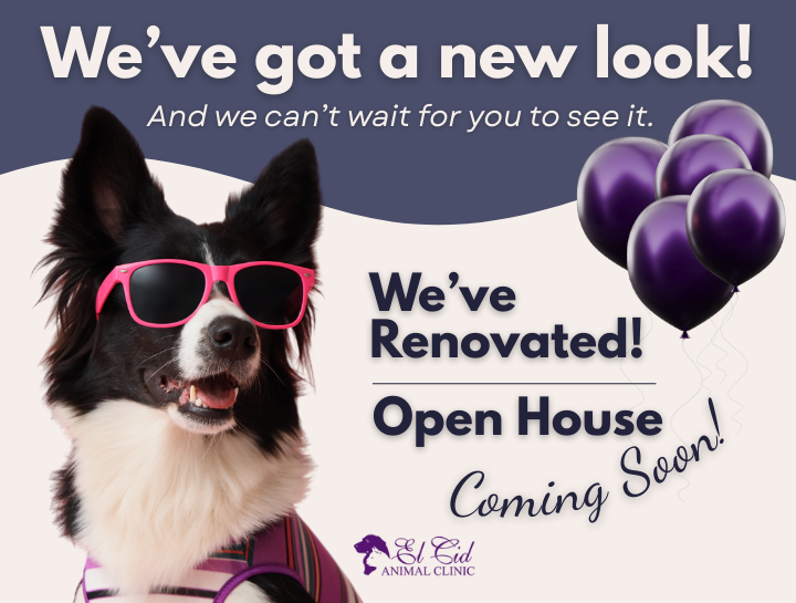 Our Renovation at El Cid Animal Clinic Is Complete!