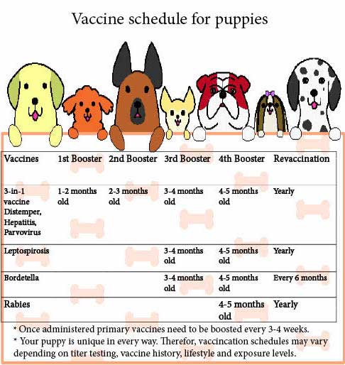 how many vaccinations does a puppy need