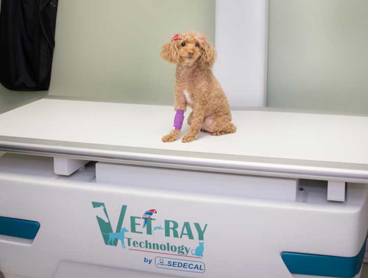 Pet Digital Radiology