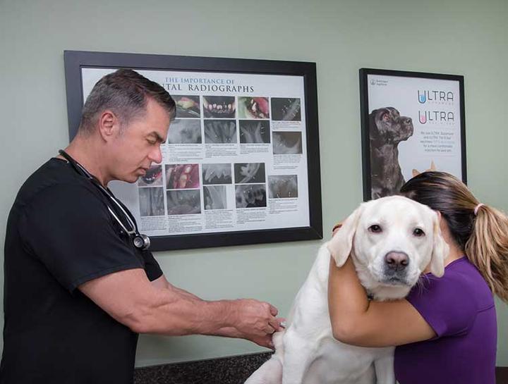 what vaccines are legally required for dogs