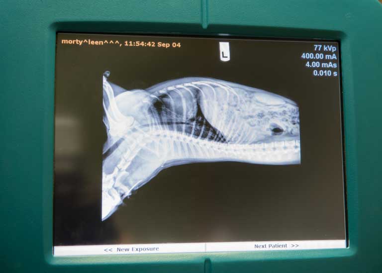 Digital X-Ray